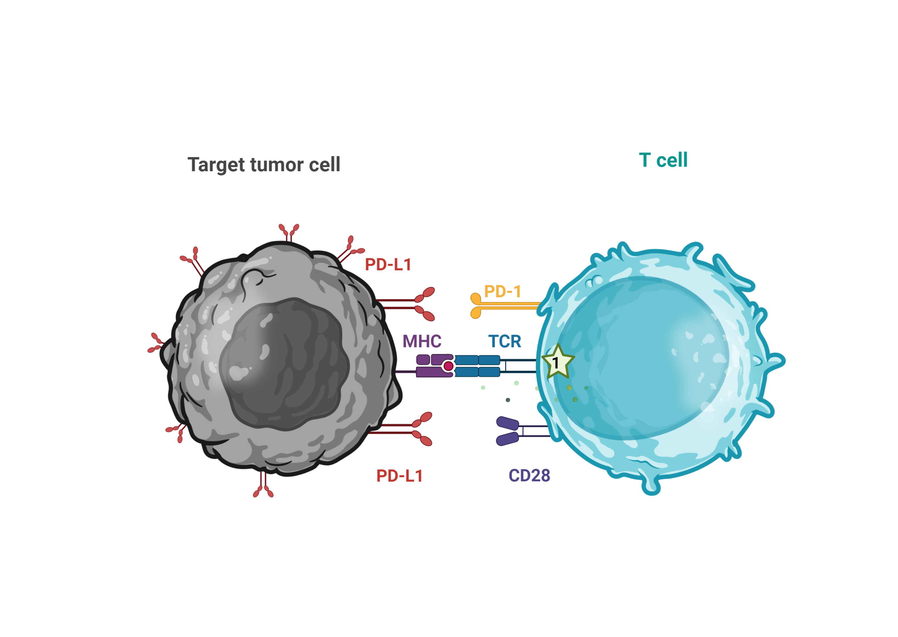 PD-L1-dependent CD28 Costimulation