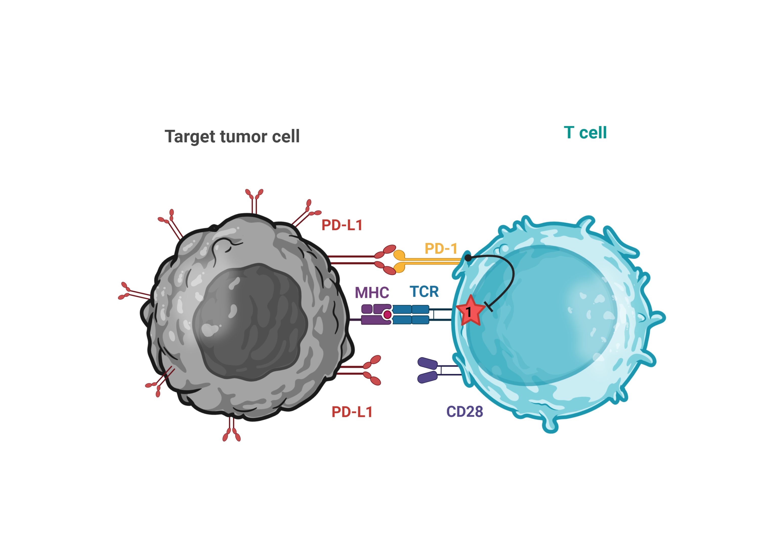 PD-L1-dependent CD28 Costimulation 1