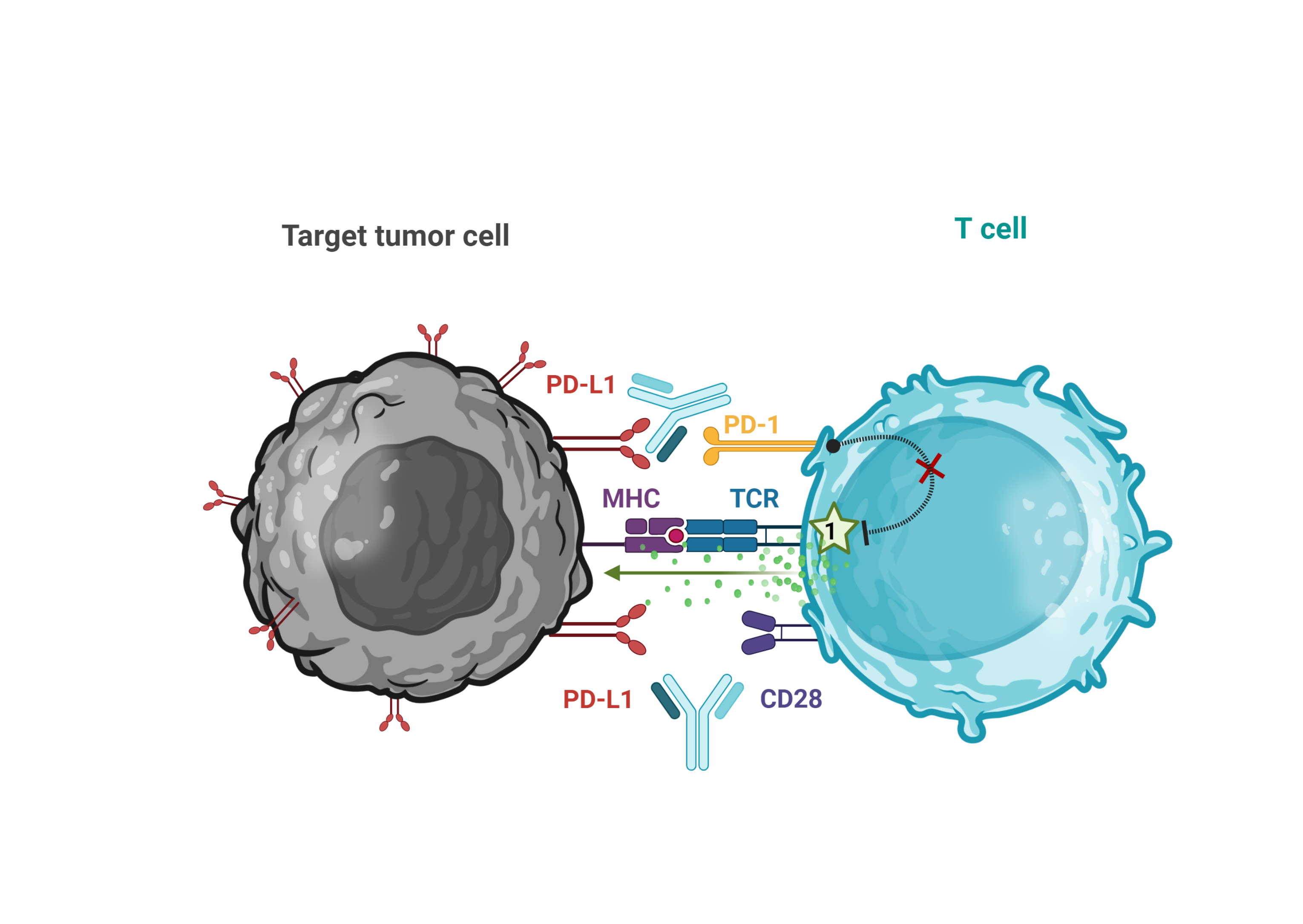 PD-L1-dependent CD28 Costimulation