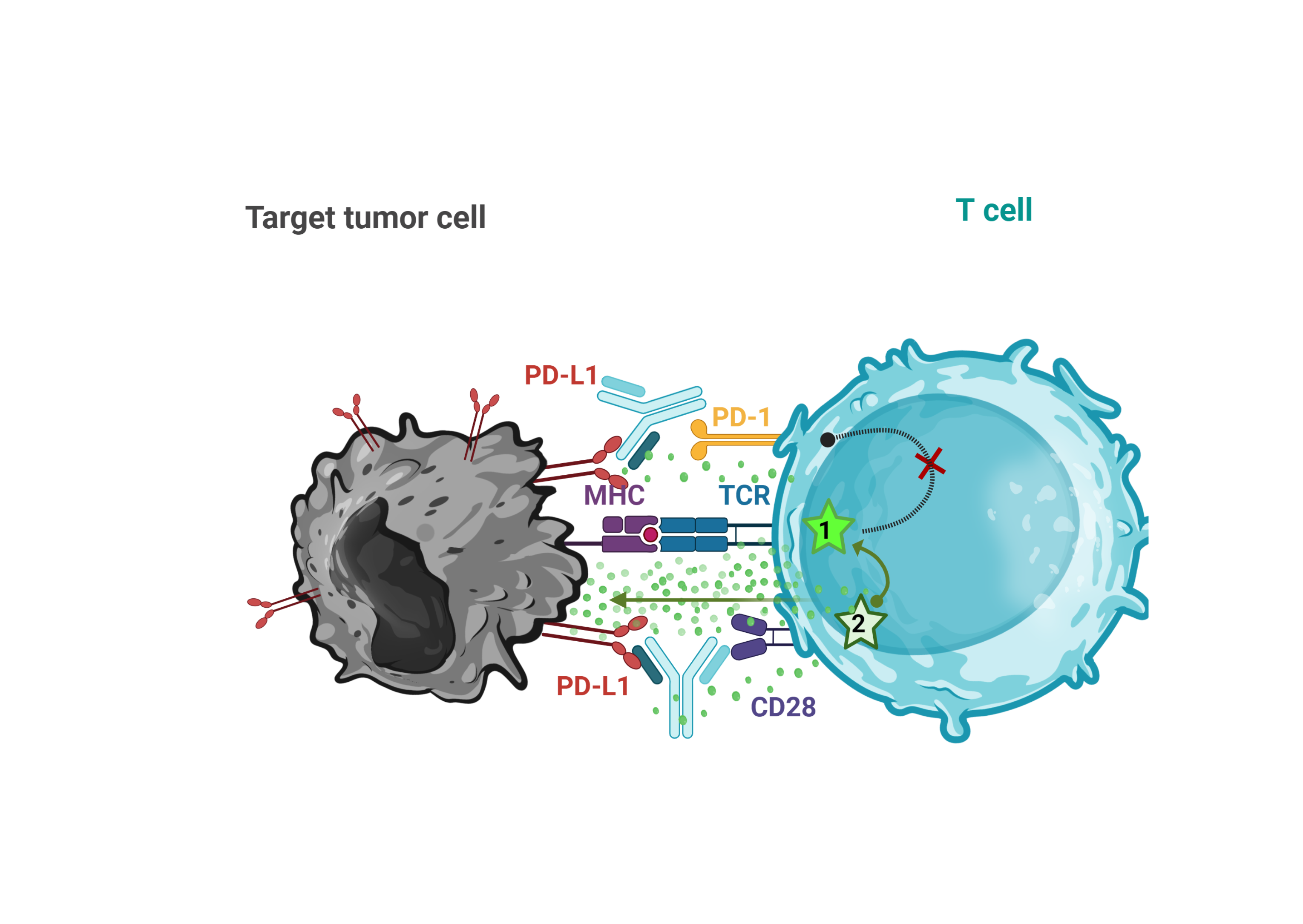 PD-L1-dependent CD28 Costimulation 1